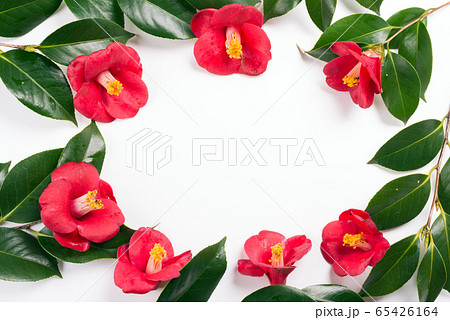 白背景のヤブツバキの花 65426164