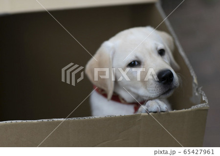 ラブラドールレトリバー 65427961