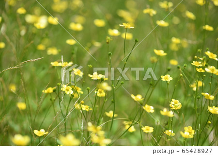 ウマノアシガタの群生 65428927