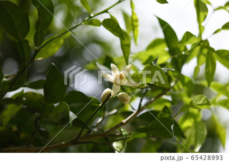 実生ゆずの花 65428993