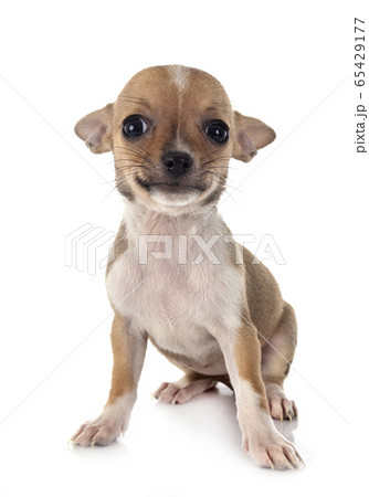 chihuahua in studio chihuahua in studio 65429177