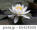 スイレンの花 65429309