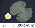 スイレンの花と葉 65429310