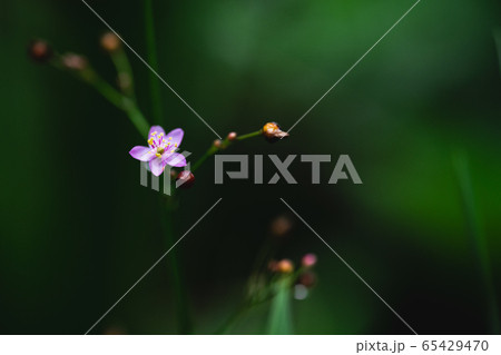 Small purple flowers in nature, dark green Small purple flowers in nature, dark green 65429470