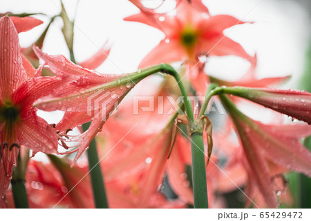 Pink flowers in the rainy season,Water droplets on 65429472