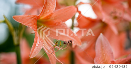 Pink flowers in the rainy season,Water droplets on 65429485