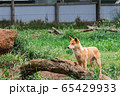 The dingo is a wild dog in Phillip Island Wildlife 65429933