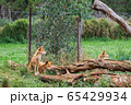 The dingo is a wild dog in Phillip Island Wildlife 65429934