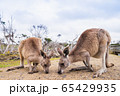Kangaroos in Phillip Island Wildlife Park, 65429935