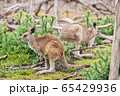 Kangaroos in Phillip Island Wildlife Park, 65429936