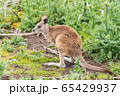 Kangaroos in Phillip Island Wildlife Park, 65429937