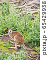 Kangaroos in Phillip Island Wildlife Park, 65429938