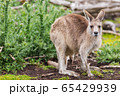 Kangaroos in Phillip Island Wildlife Park, 65429939