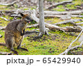 wallaby relaxing in Phillip Island Wildlife Park, 65429940