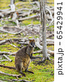 wallaby relaxing in Phillip Island Wildlife Park, 65429941