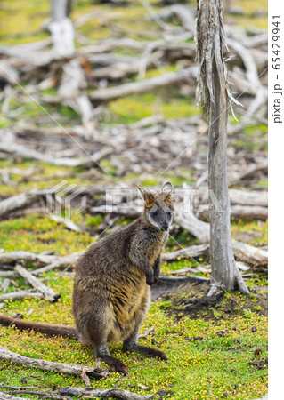 wallaby relaxing in Phillip Island Wildlife Park, wallaby relaxing in Phillip Island Wildlife Park, 65429941