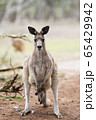 Kangaroos in Phillip Island Wildlife Park, 65429942