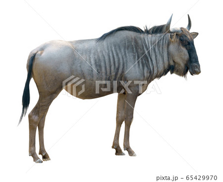 wildebeest isolated on white background 65429970