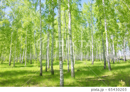 summer birch forest summer birch forest 65430203