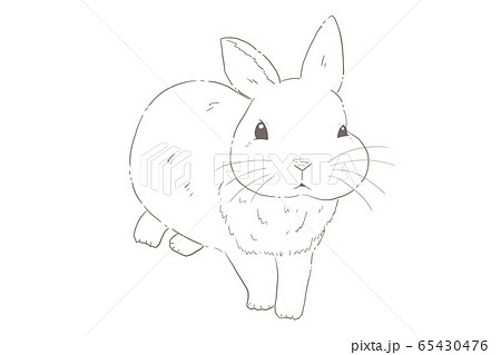 Real Cute Rabbit Line Drawing Stock Illustration