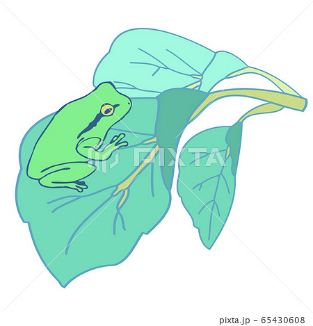 葉っぱの上に乗っているカエルのイラスト素材 65430608 Pixta