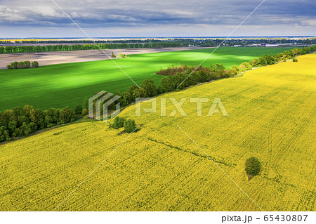 Drone View of Yellow Rape Seed Fields Drone View of Yellow Rape Seed Fields 65430807