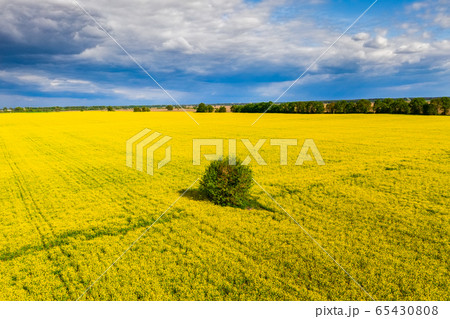 Drone View of Yellow Rape Seed Fields Drone View of Yellow Rape Seed Fields 65430808