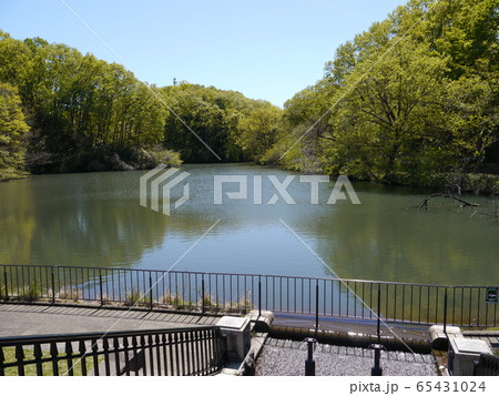 長池公園　築池（八王子市） 65431024