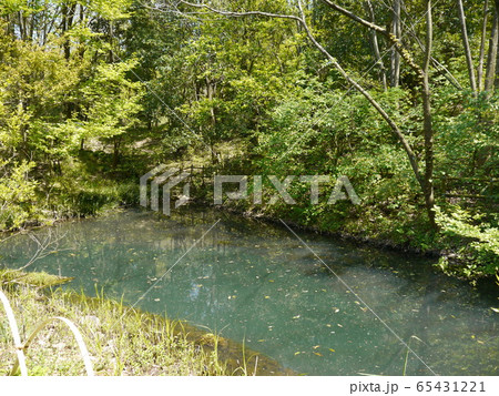 長池公園　トンボ池（八王子市） 65431221