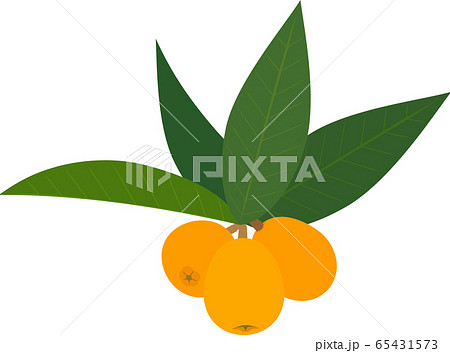 ビワ　枇杷　びわ　果物 65431573