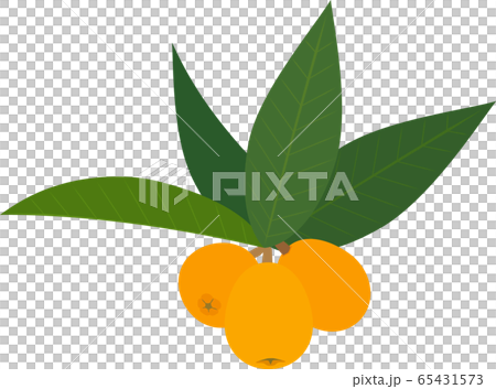 ビワ　枇杷　びわ　果物 65431573