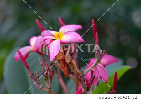9 Aug 2008 a Plumeria flower in full bloom 9 Aug 2008 a Plumeria flower in full bloom 65431752
