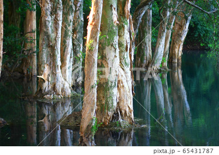 3 Aug 2008 the Mirror in Shing Mun Country Park 65431787