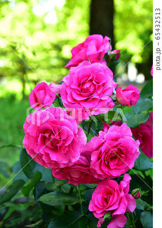 尼崎市 大井戸公園 ピンクの薔薇と木漏れ日 尼崎市 大井戸公園 ピンクの薔薇と木漏れ日 65432513
