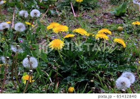 タンポポ 65432840