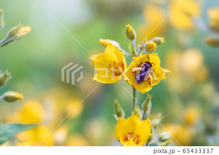 A bee collects nectar from yellow flowers A bee collects nectar from yellow flowers 65433337