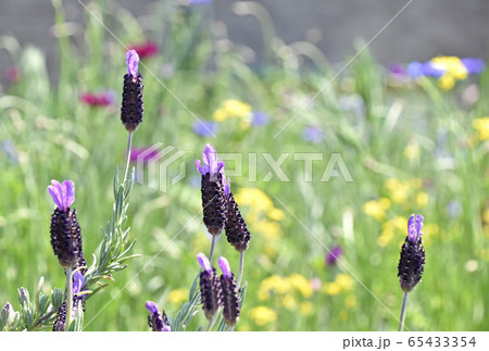 フレンチラベンダー 65433354