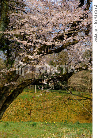 エドヒガン桜【埼玉県寄居町鉢形城公園】 65433532