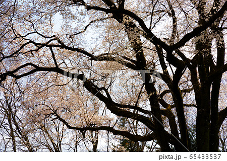 エドヒガン桜【埼玉県寄居町鉢形城公園】 65433537