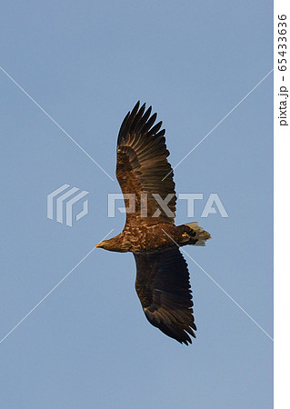 オジロワシ オジロワシ 65433636