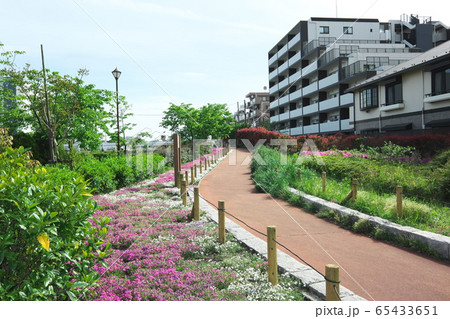 しながわ花海道 65433651