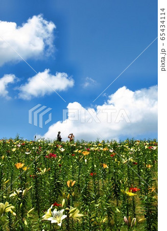 美しい百合の花の咲く風景 ゆり園の写真素材