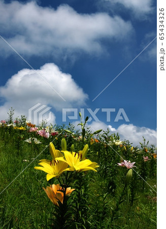 美しい百合の花の咲く風景、ゆり園 65434326