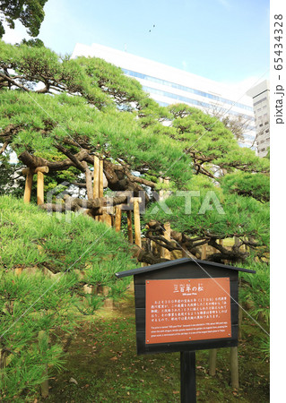 三百年の松（浜離宮恩賜庭園） 65434328