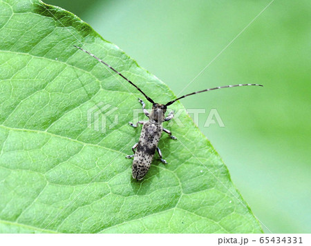 シナノクロフカミキリ シナノクロフカミキリ 65434331