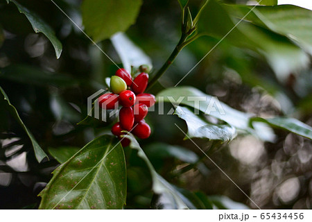 ナナミノキ 赤い実 の写真素材