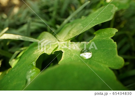 森林での風景写真・紅葉・倒木・山・散歩道など 65434830