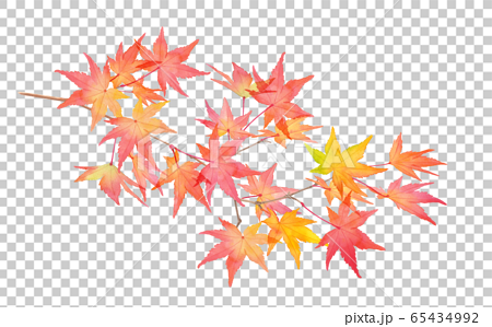 赤く色づいた秋の紅葉の枝 水彩イラストのトレースベクターのイラスト素材