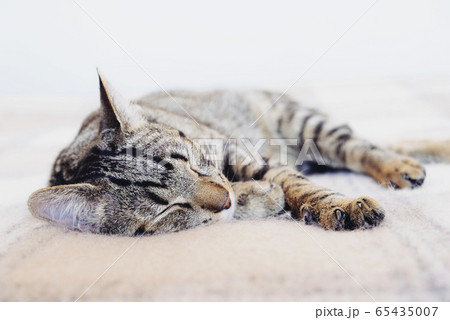 Young European Shorthair cat sleeping in bed. Young European Shorthair cat sleeping in bed. 65435007