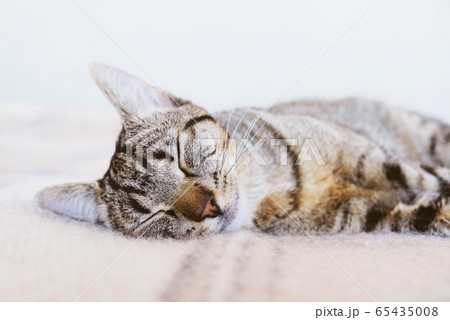 Young European Shorthair cat sleeping in bed. Young European Shorthair cat sleeping in bed. 65435008